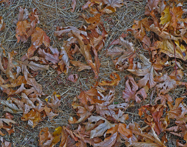 FALL COLORS III