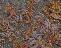 FALL COLORS III