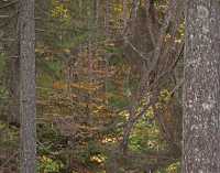 FALL COLORS XIV