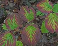FALL COLORS XIII