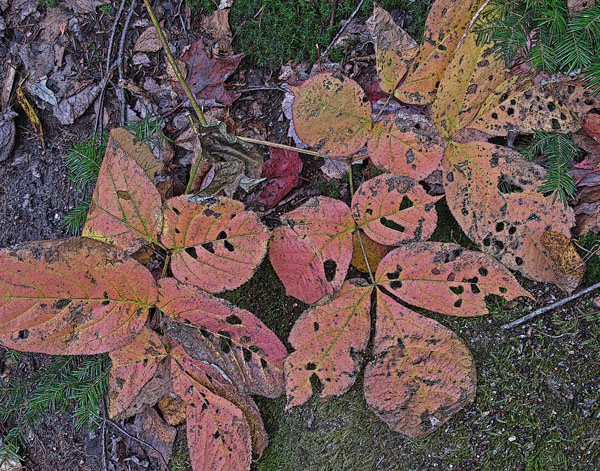 FALL COLORS V