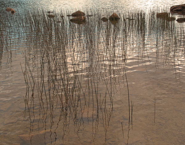REEDS I