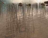 REEDS AND WATER II