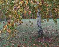 FALL COLORS VII