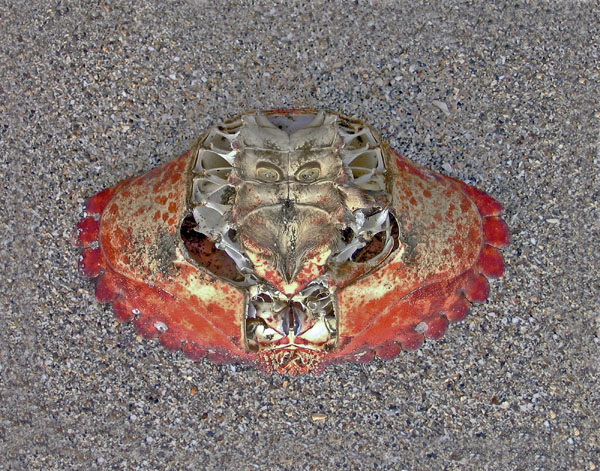 Samurai Crab