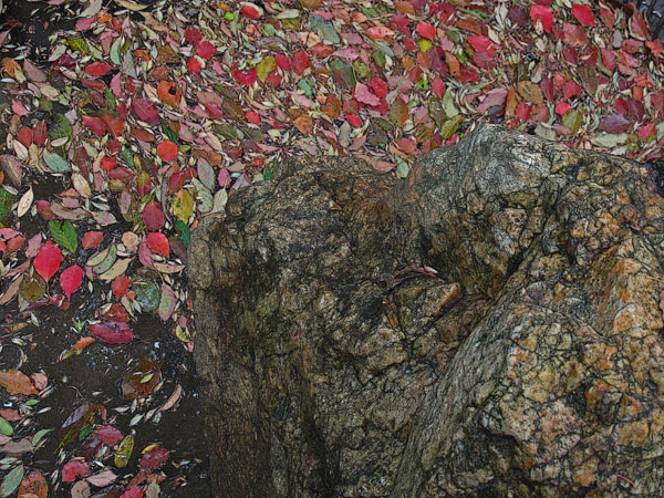 FALL COLORS XII