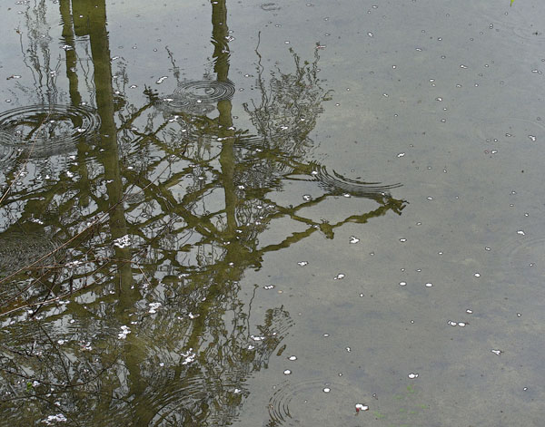 POND AND RAIN