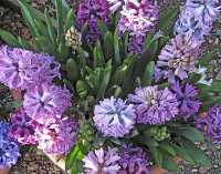 FLOWER ARRANGEMENTS VI