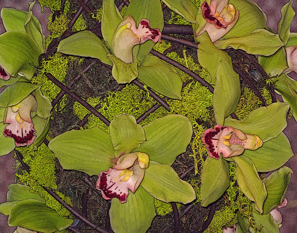 GREEN CYMBIDIUM ORCHIDS