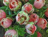 FLOWER ARRANGEMENTS VII