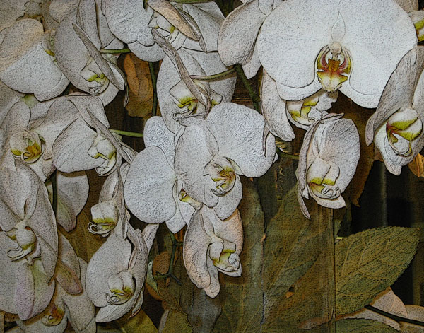 WHITE PHALAENOPSIS
