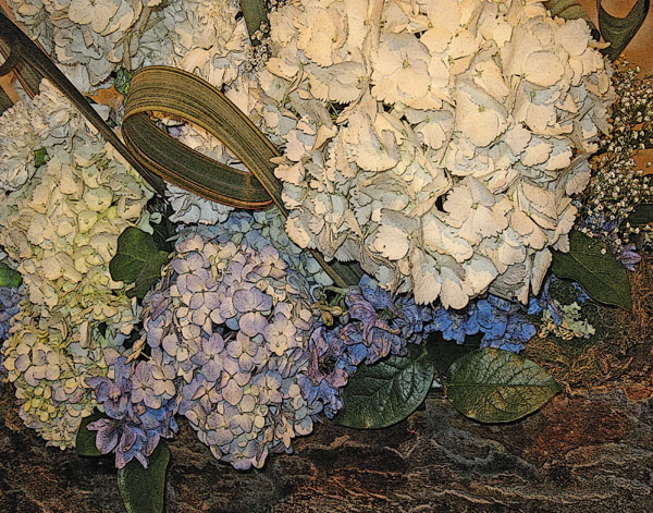 BLUE HYDRANGEA
